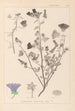 Herbier de la flore française Pl0049 - Louis Antoine Cusin — vy av konstverket