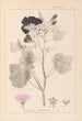 Herbier de la flore française Pl0050 - Louis Antoine Cusin — vy av konstverket