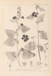 Herbier de la flore française Pl0051 - Louis Antoine Cusin — vy av konstverket