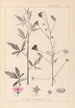 Herbier de la flore française Pl0052 - Louis Antoine Cusin — vy av konstverket