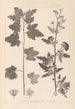 Herbier de la flore française Pl0053 - Louis Antoine Cusin — vy av konstverket