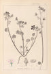 Herbier de la flore française Pl0054 - Louis Antoine Cusin — vy av konstverket