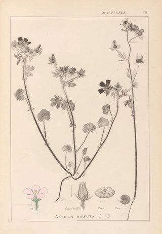 Louis Antoine Cusin - Herbier de la flore franaise Pl0054.webp