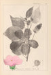 Herbier de la flore française Pl0055 - Louis Antoine Cusin — vy av konstverket