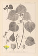 Herbier de la flore française Pl0056 - Louis Antoine Cusin — vy av konstverket