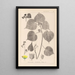 Herbier de la flore française Pl0056 - Louis Antoine Cusin — inramlat konstverk på väggen