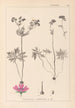 Herbier de la flore française Pl0057 - Louis Antoine Cusin — vy av konstverket