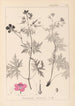 Herbier de la flore française Pl0058 - Louis Antoine Cusin — vy av konstverket