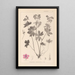 Herbier de la flore française Pl0059 - Louis Antoine Cusin — inramlat konstverk på väggen