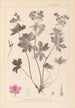 Herbier de la flore française Pl0059 - Louis Antoine Cusin — vy av konstverket