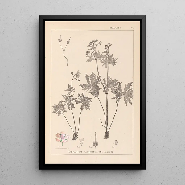 Louis Antoine Cusin - Herbier de la flore franaise Pl0060.webp