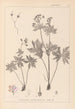 Herbier de la flore française Pl0060 - Louis Antoine Cusin — vy av konstverket