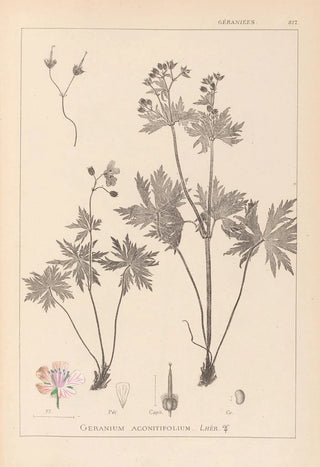 Louis Antoine Cusin - Herbier de la flore franaise Pl0060.webp