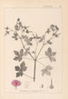 Herbier de la flore française Pl0061 - Louis Antoine Cusin — vy av konstverket