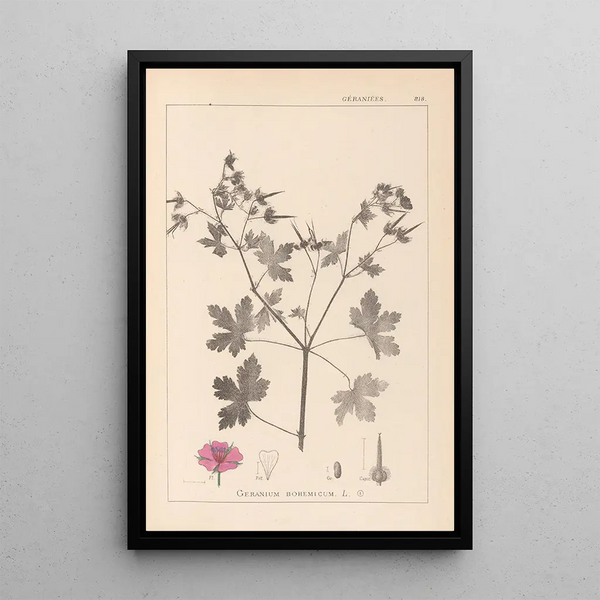 Louis Antoine Cusin - Herbier de la flore franaise Pl0061.webp