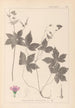 Herbier de la flore française Pl0062 - Louis Antoine Cusin — vy av konstverket