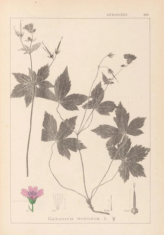 Louis Antoine Cusin - Herbier de la flore franaise Pl0062.webp