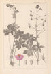 Herbier de la flore française Pl0063 - Louis Antoine Cusin — vy av konstverket