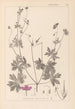 Herbier de la flore française Pl0064 - Louis Antoine Cusin — vy av konstverket