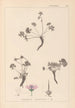 Herbier de la flore française Pl0066 - Louis Antoine Cusin — vy av konstverket