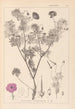 Herbier de la flore française Pl0067 - Louis Antoine Cusin — vy av konstverket