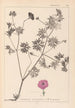 Herbier de la flore française Pl0068 - Louis Antoine Cusin — vy av konstverket