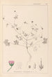 Herbier de la flore française Pl0069 - Louis Antoine Cusin — vy av konstverket