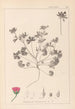 Herbier de la flore française Pl0070 - Louis Antoine Cusin — vy av konstverket
