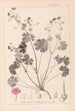 Herbier de la flore française Pl0071 - Louis Antoine Cusin — vy av konstverket
