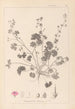 Herbier de la flore française Pl0072 - Louis Antoine Cusin — vy av konstverket