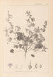 Herbier de la flore française Pl0073 - Louis Antoine Cusin — vy av konstverket