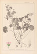 Herbier de la flore française Pl0074 - Louis Antoine Cusin — vy av konstverket