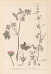 Herbier de la flore française Pl0075 - Louis Antoine Cusin — vy av konstverket