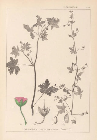 Louis Antoine Cusin - Herbier de la flore franaise Pl0075.webp
