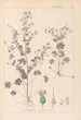 Herbier de la flore française Pl0076 - Louis Antoine Cusin — vy av konstverket