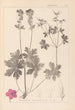 Herbier de la flore française Pl0077 - Louis Antoine Cusin — vy av konstverket