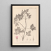 Herbier de la flore française Pl0078 - Louis Antoine Cusin — inramlat konstverk på väggen