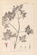 Herbier de la flore française Pl0078 - Louis Antoine Cusin — vy av konstverket