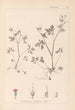 Herbier de la flore française Pl0079 - Louis Antoine Cusin — vy av konstverket
