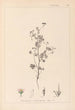 Herbier de la flore française Pl0080 - Louis Antoine Cusin — vy av konstverket