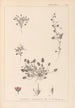 Herbier de la flore française Pl0081 - Louis Antoine Cusin — vy av konstverket