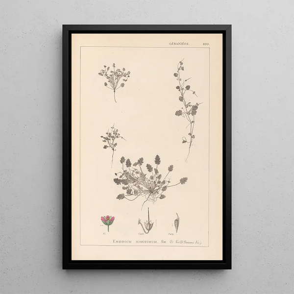 Louis Antoine Cusin - Herbier de la flore franaise Pl0081.webp