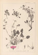 Herbier de la flore française Pl0082 - Louis Antoine Cusin — vy av konstverket
