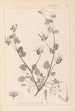 Herbier de la flore française Pl0083 - Louis Antoine Cusin — vy av konstverket