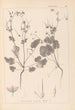 Herbier de la flore française Pl0084 - Louis Antoine Cusin — vy av konstverket