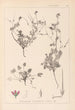 Herbier de la flore française Pl0085 - Louis Antoine Cusin — vy av konstverket