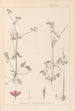 Herbier de la flore française Pl0086 - Louis Antoine Cusin — vy av konstverket