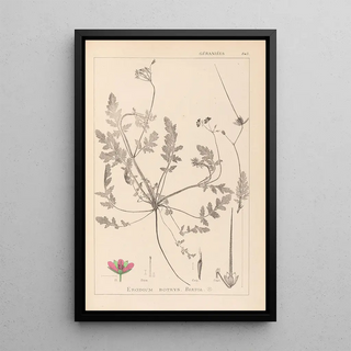 Louis Antoine Cusin - Herbier de la flore franaise Pl0087.webp