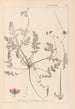 Herbier de la flore française Pl0087 - Louis Antoine Cusin — vy av konstverket