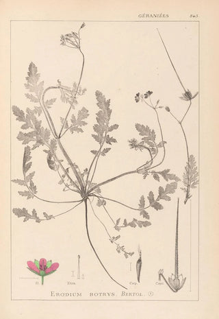 Louis Antoine Cusin - Herbier de la flore franaise Pl0087.webp